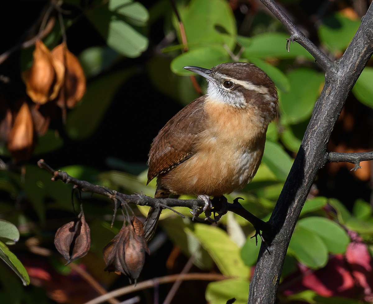 Carolina Wren - ML610827997