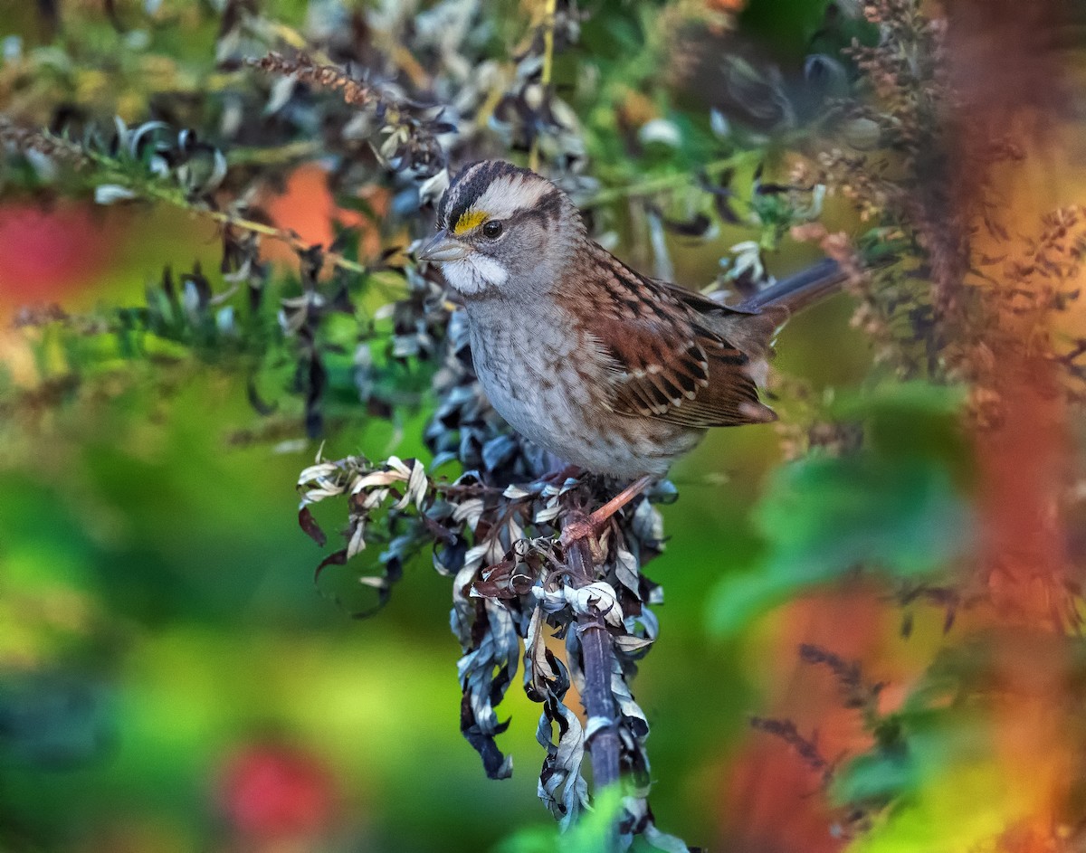 White-throated Sparrow - ML610828020