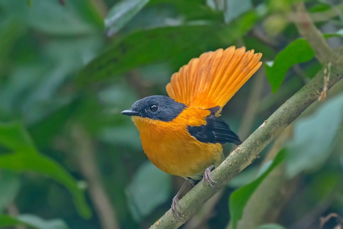 Black-and-orange Flycatcher - ML610828039