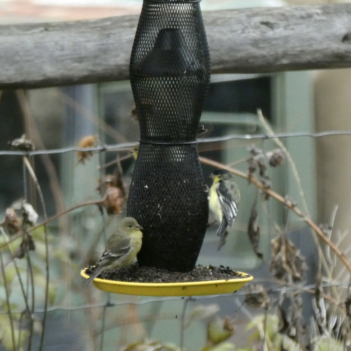 Lesser Goldfinch - ML610828116