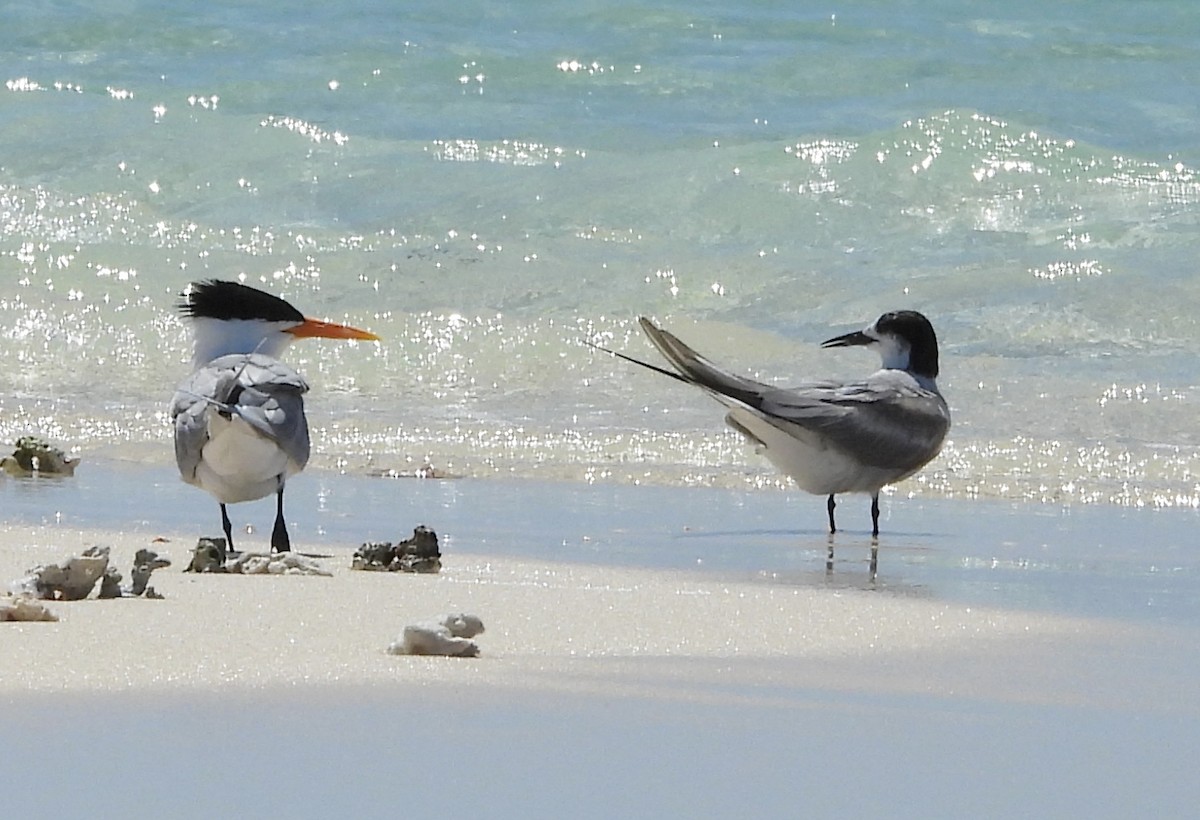 Roseate Tern - ML610828157