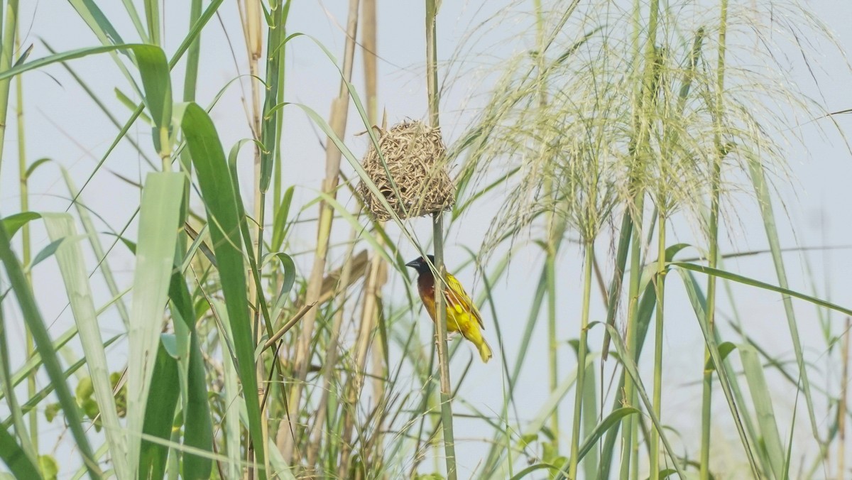 Golden-backed Weaver - Vish M