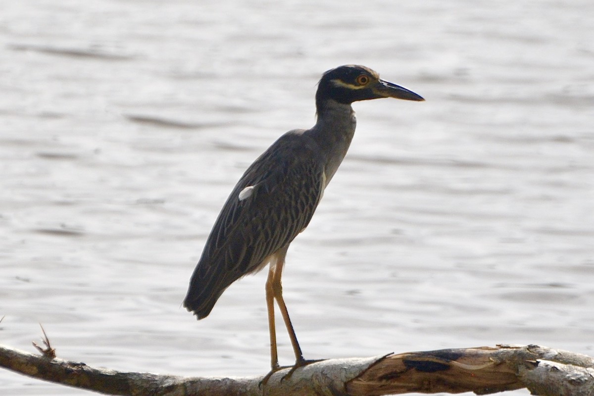 Yellow-crowned Night Heron - ML610828247