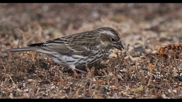 Cassin's Finch - ML610828292