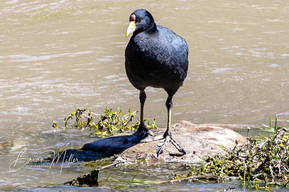 Slate-colored Coot - ML610828344