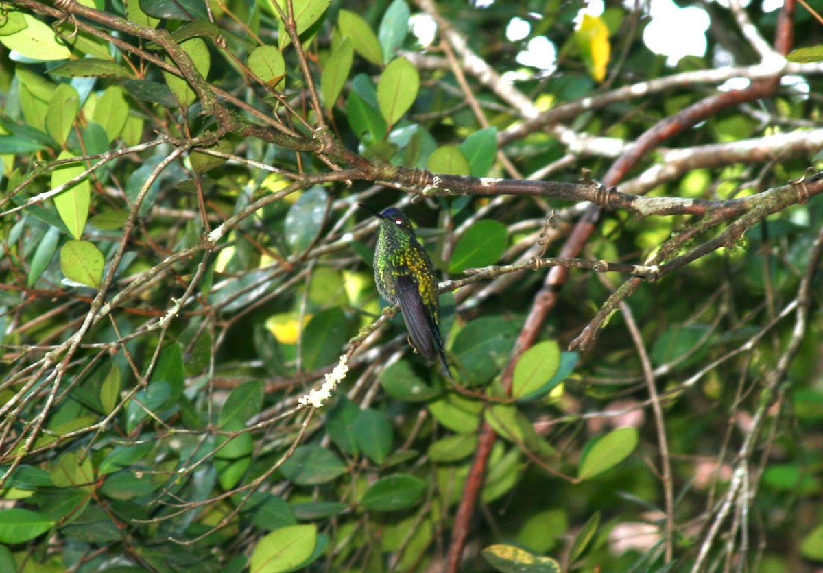 kolibřík fialovotemenný - ML610828405