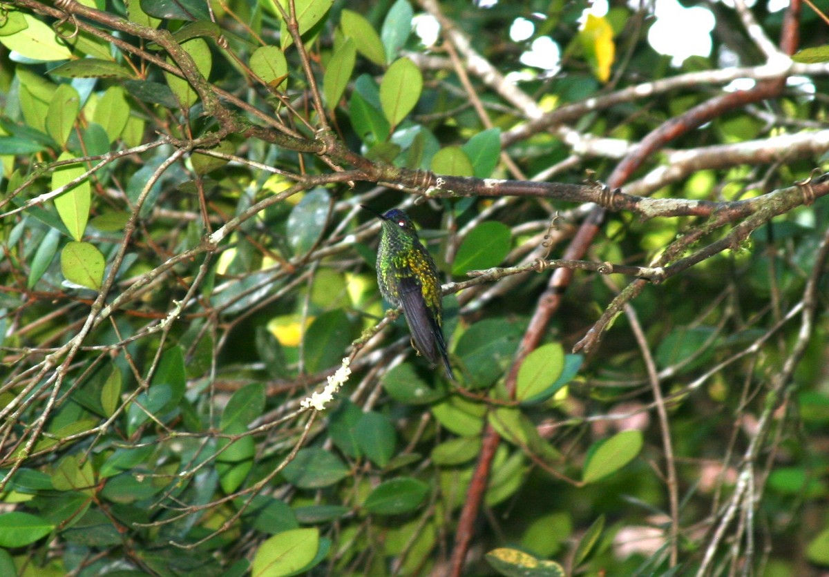 Violet-capped Woodnymph - Edu no Mato