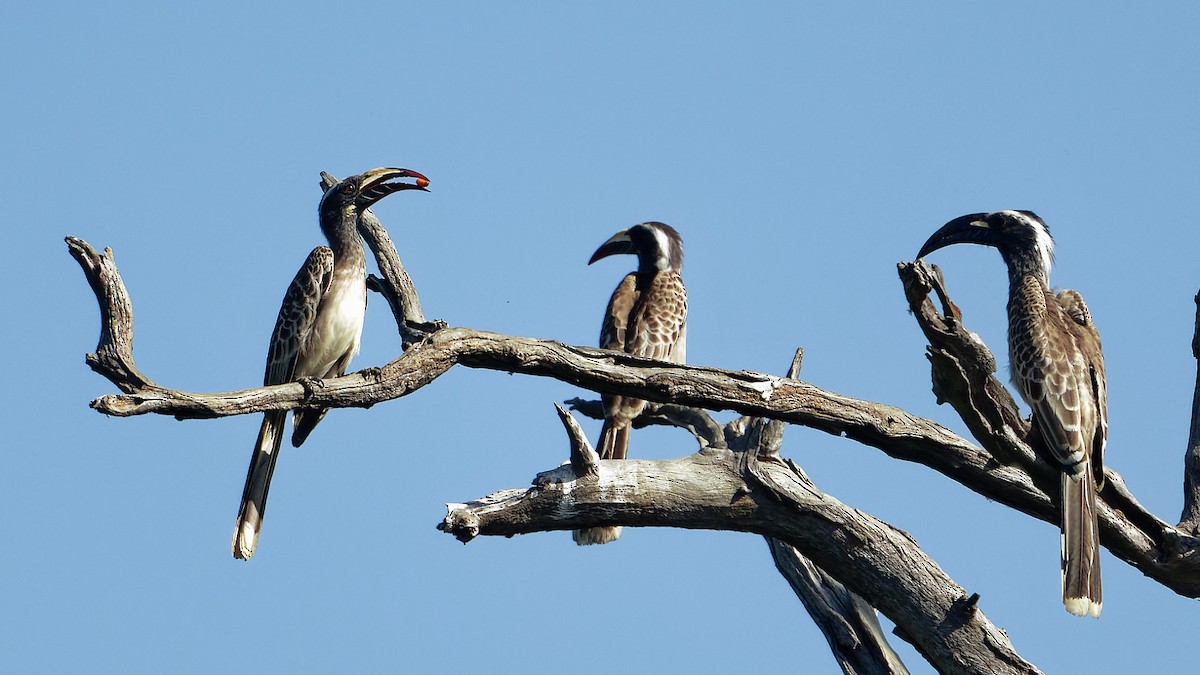 African Gray Hornbill - ML610828438