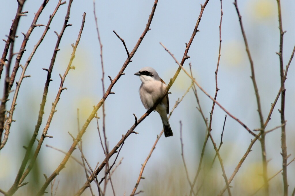 Red-backed Shrike - Ruslan/Viktoria Kudryashov/Fayfer