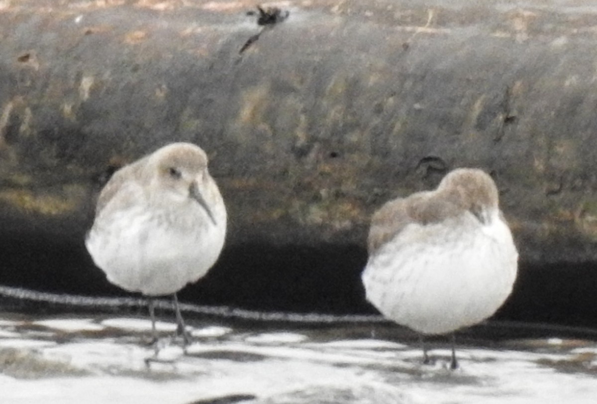 Bécasseau variable - ML610828650