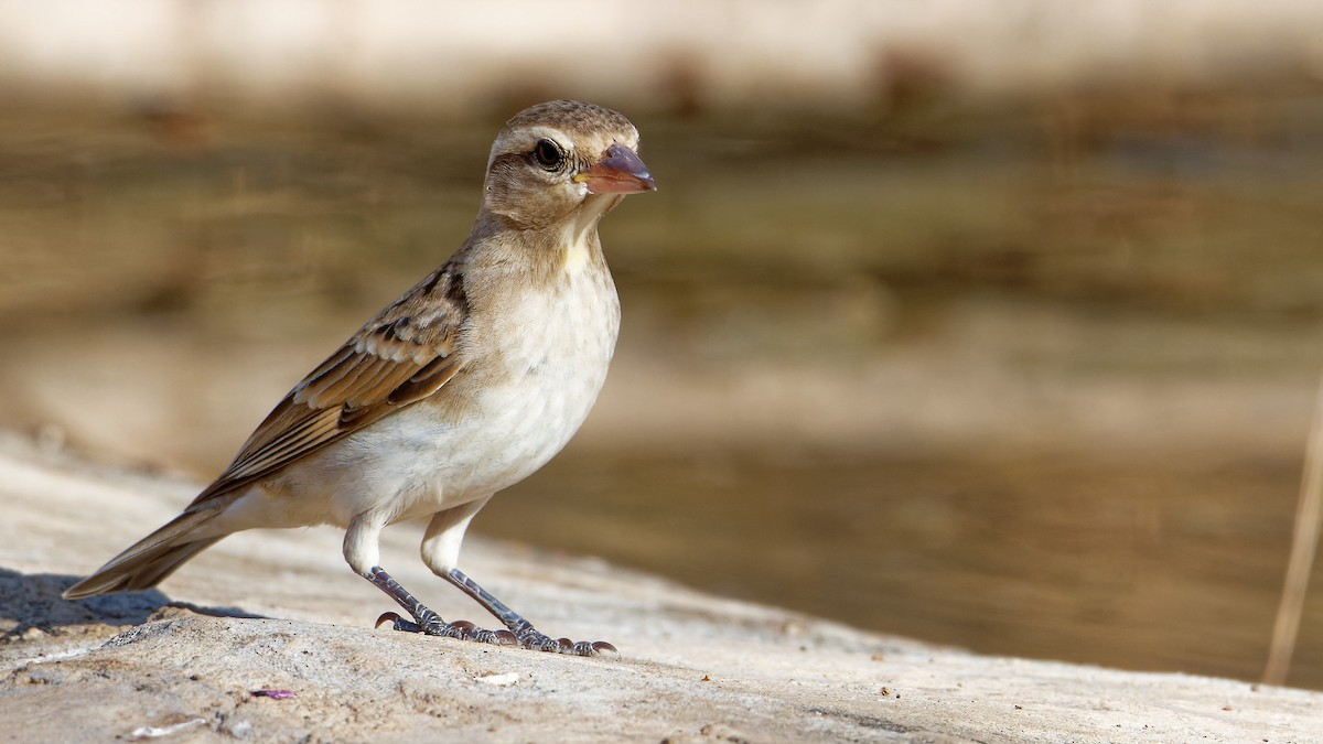 Sahel Bush Sparrow - Björn Reese