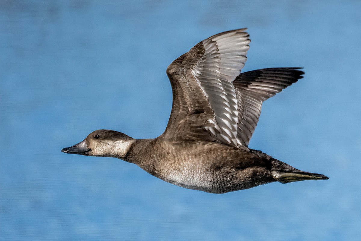 Black Scoter - Richard Stern