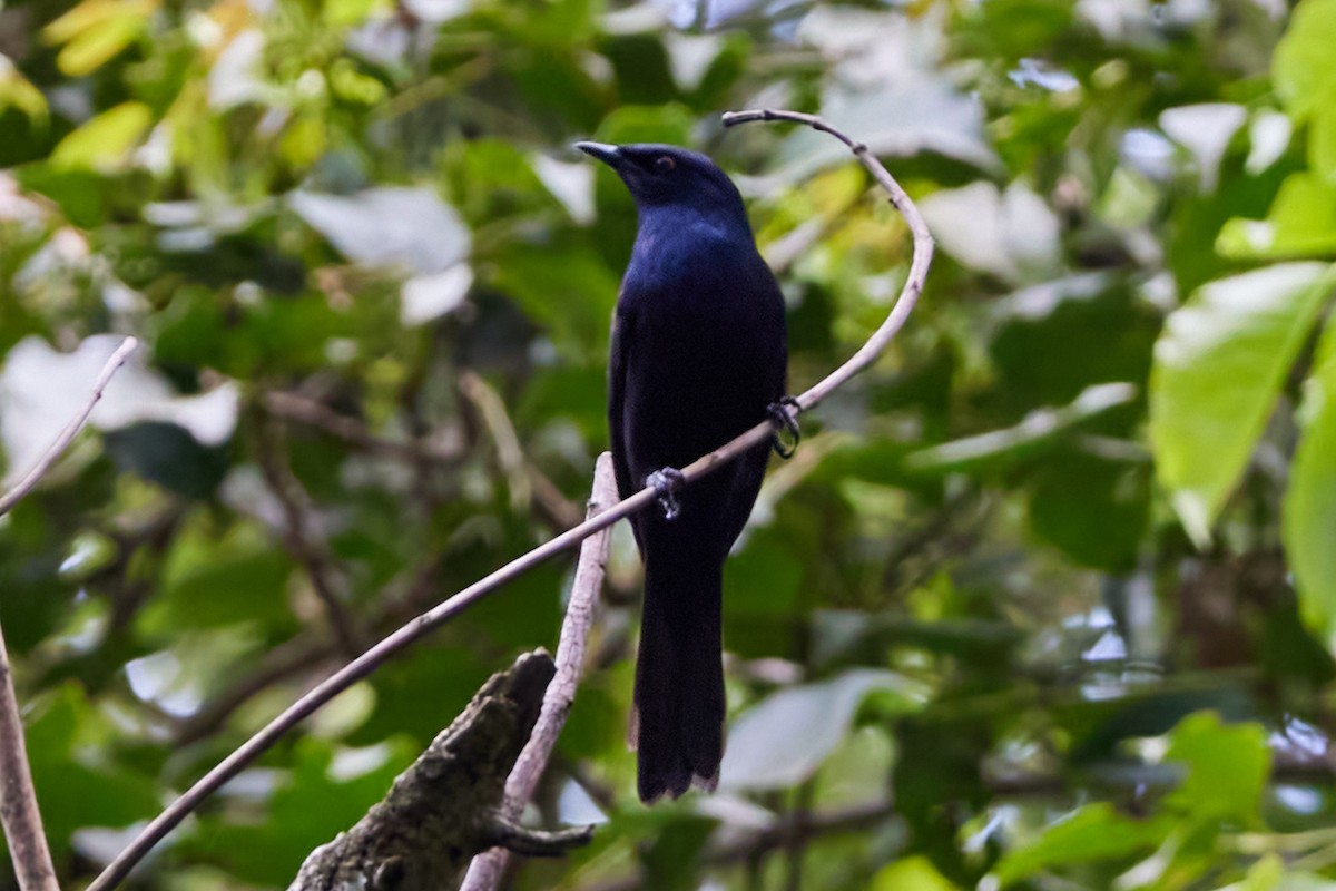 Stuhlmann's Starling - Oliver Kell