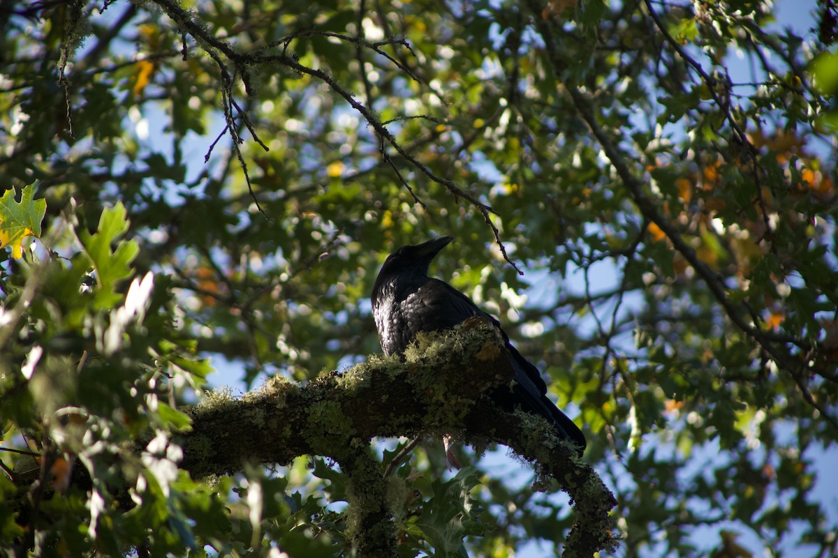 Common Raven - ML610829037