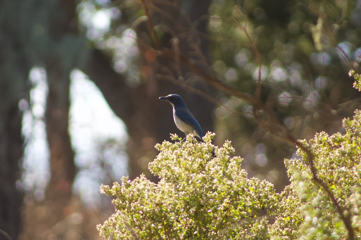 California Scrub-Jay - ML610829045