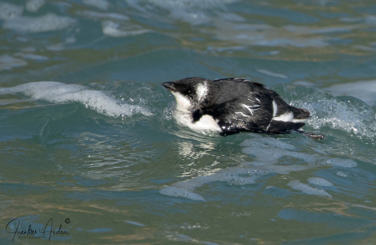 Dovekie - Juan Carlos Andrés