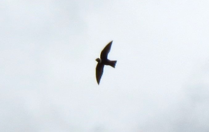 White-collared Swift - ML610829295