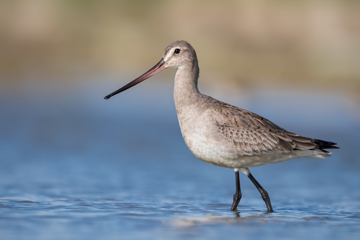 Hudsonian Godwit - ML610829362
