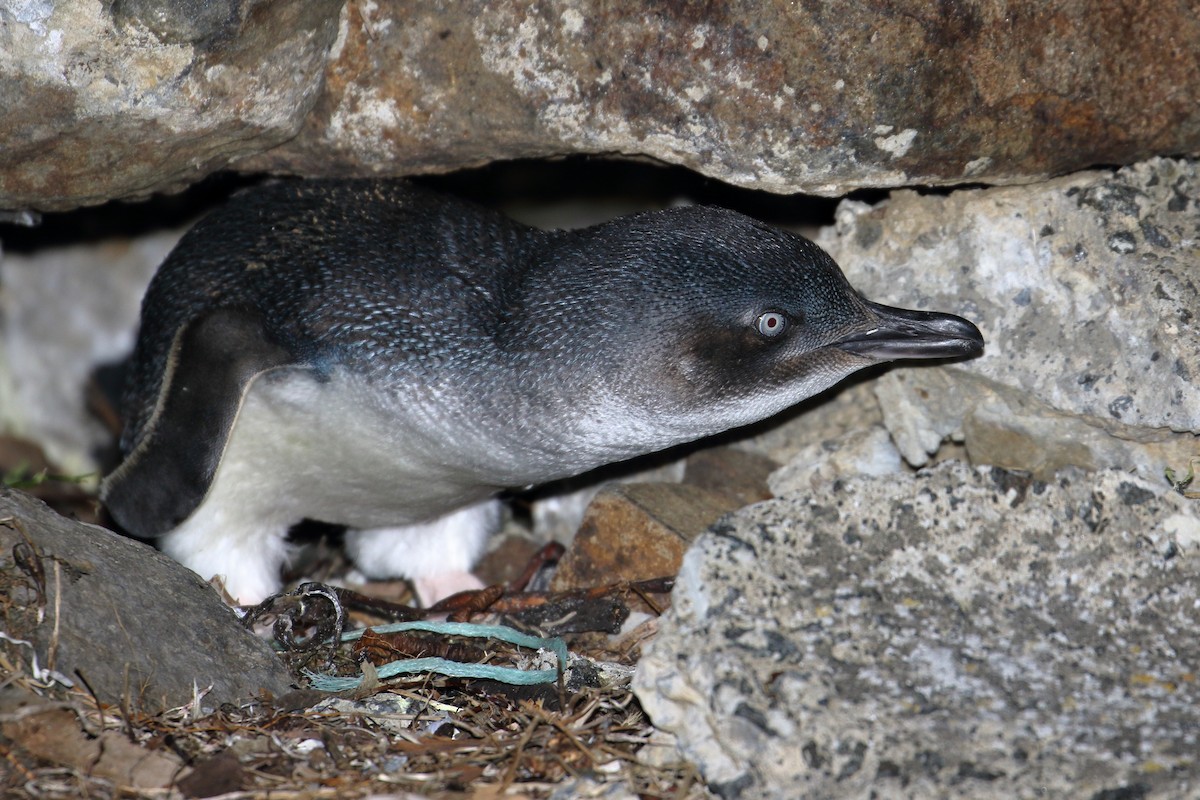 Малый пингвин - ML610829418
