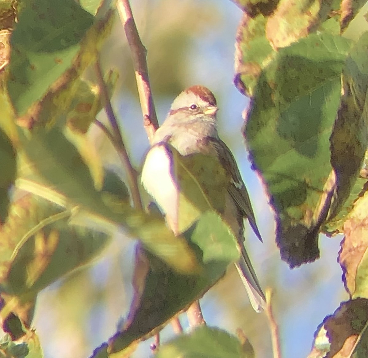 American Tree Sparrow - KZ F