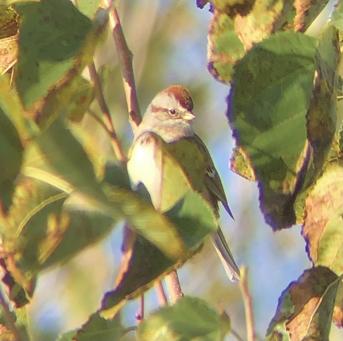 American Tree Sparrow - ML610829444