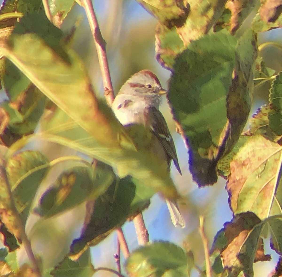 American Tree Sparrow - ML610829445