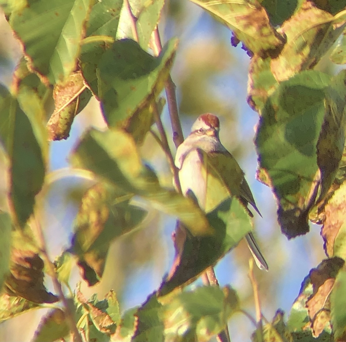 American Tree Sparrow - ML610829471