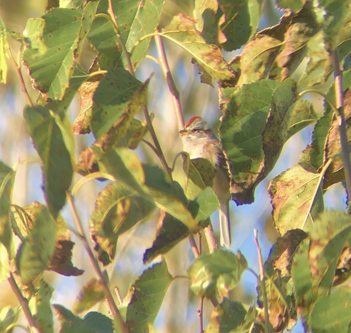 American Tree Sparrow - ML610829472