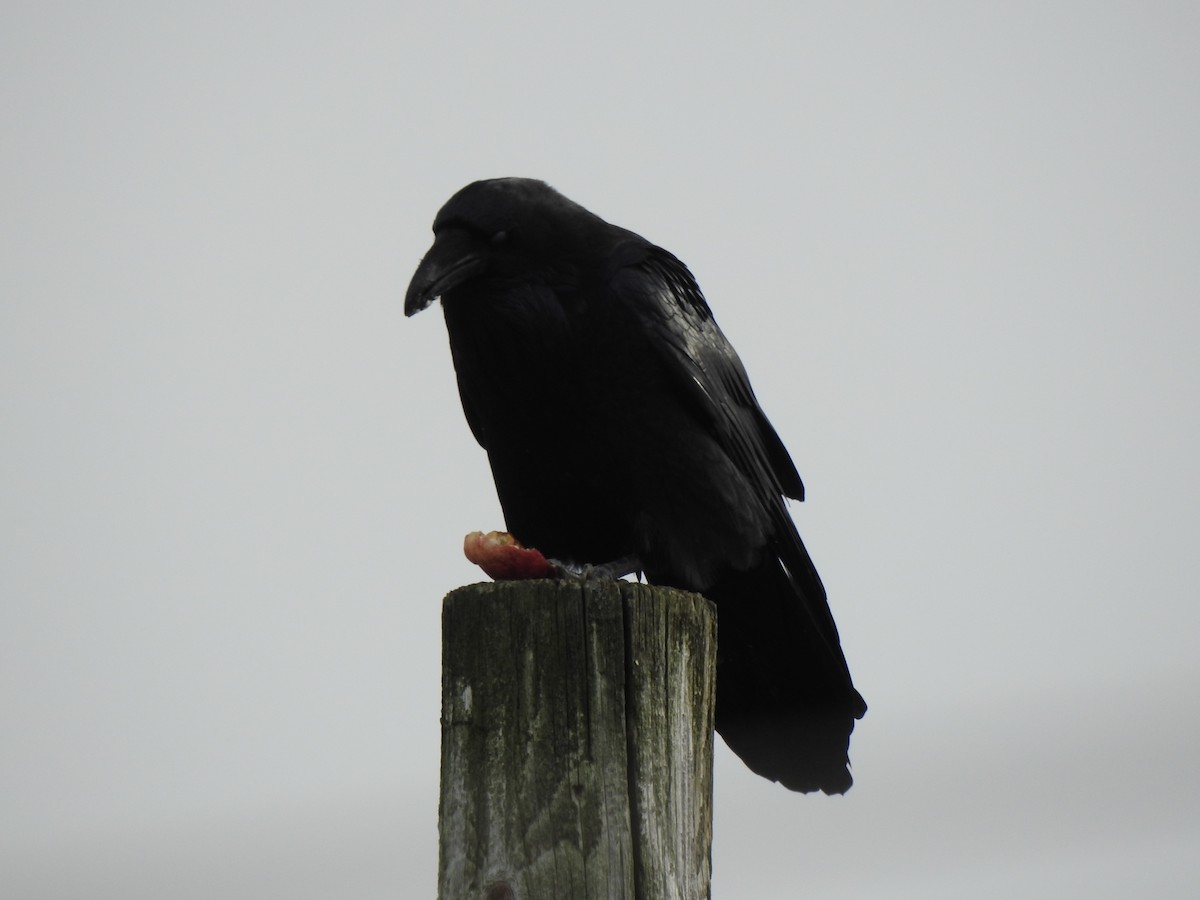 Common Raven - ML610829550