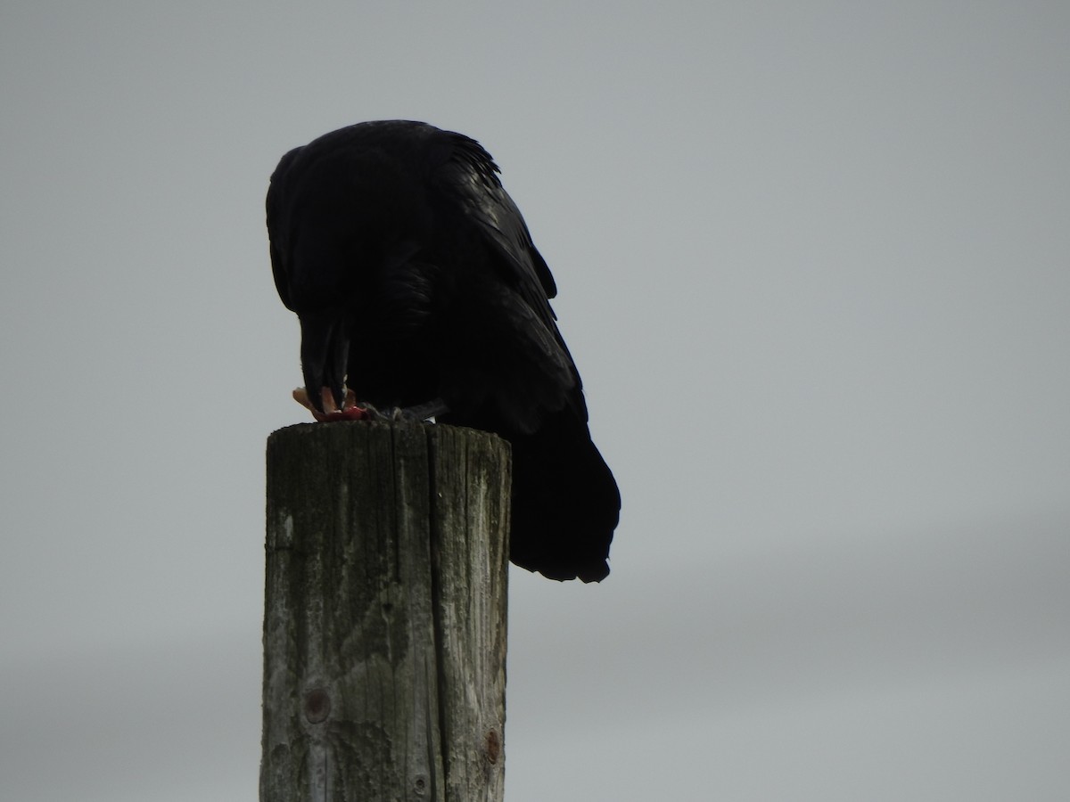 Common Raven - ML610829551