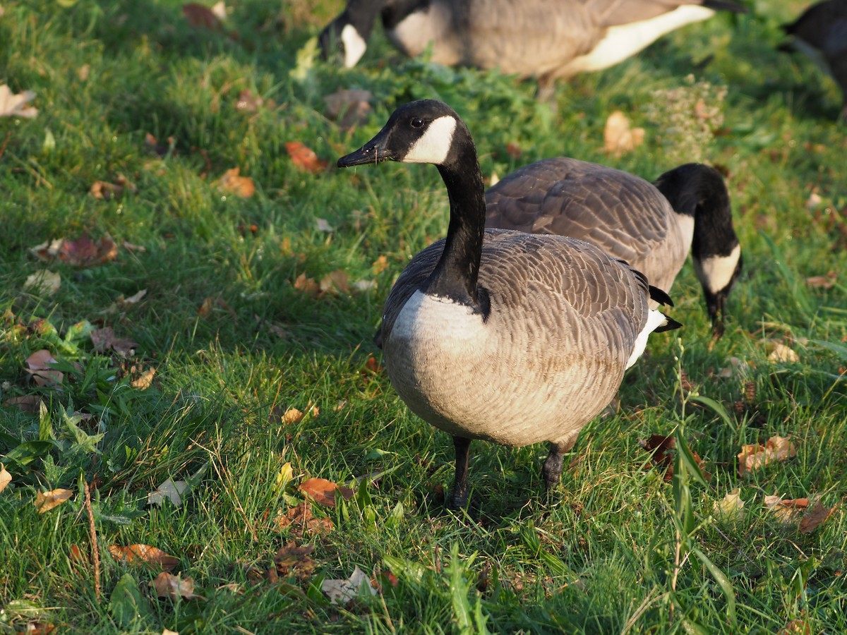 Canada Goose - Richard Kaskan