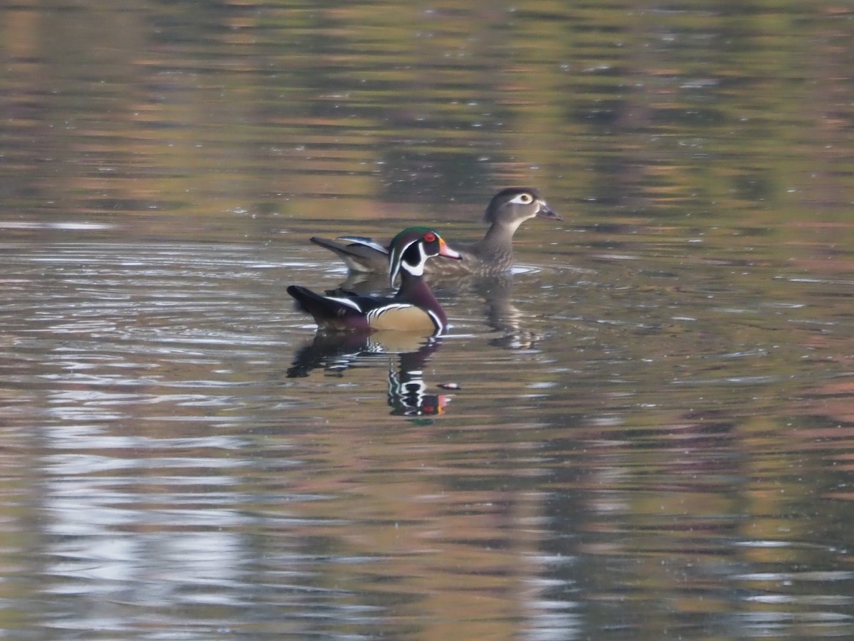 Canard branchu - ML610829574
