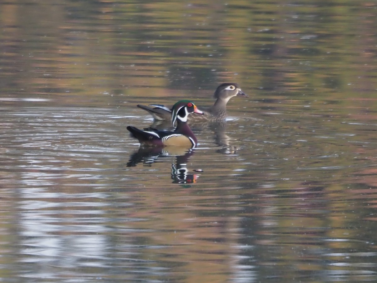 Wood Duck - ML610829574