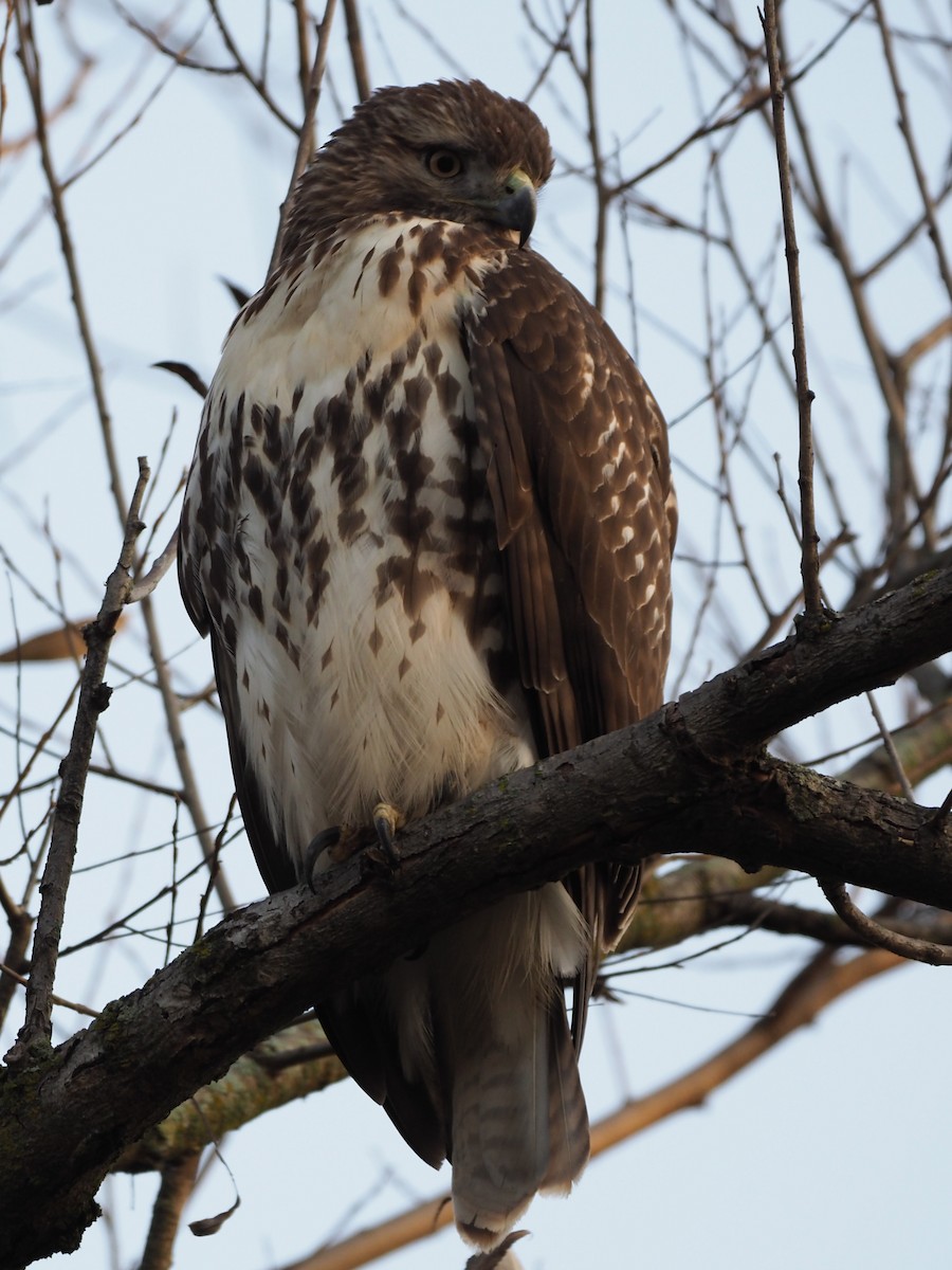 Red-tailed Hawk - Richard Kaskan