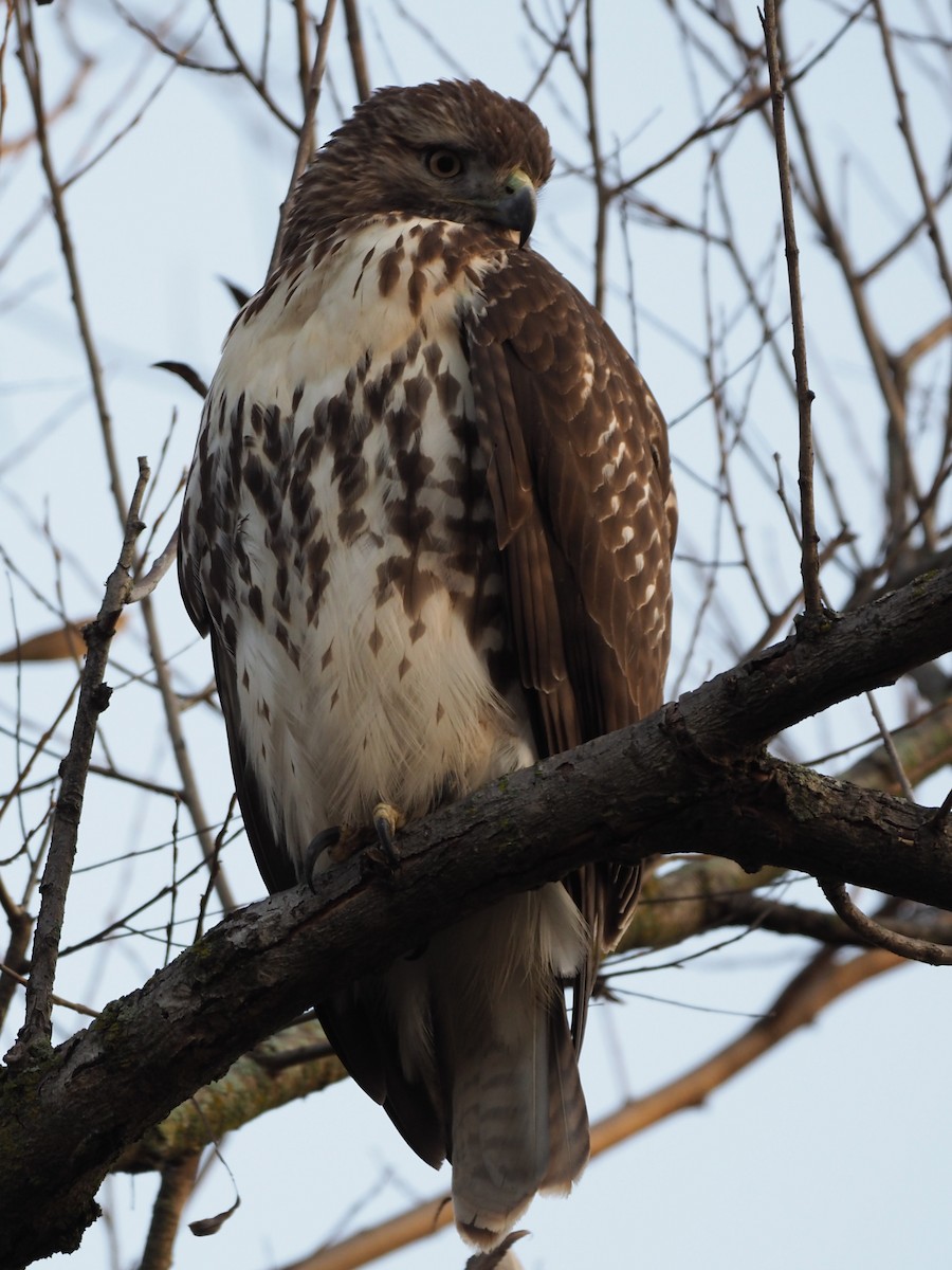 Rotschwanzbussard - ML610829591