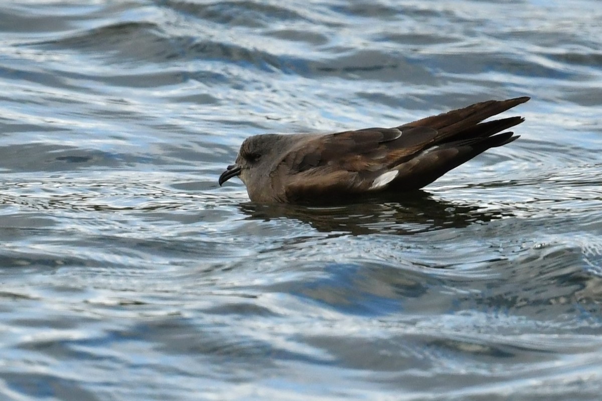 Leach's Storm-Petrel - ML610829644