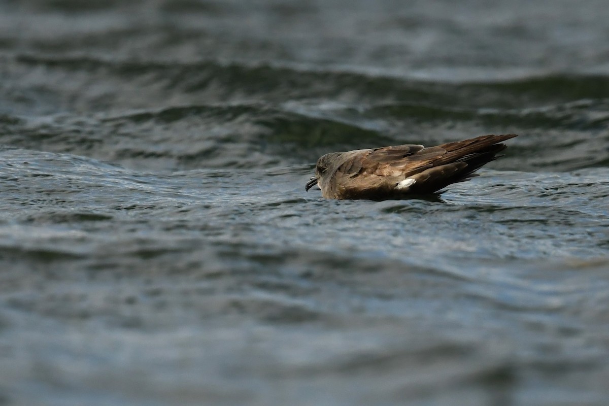 Leach's Storm-Petrel - ML610829645