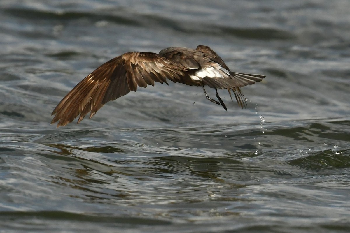 Leach's Storm-Petrel - ML610829646
