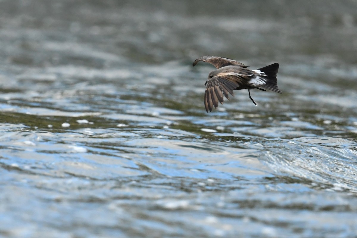 Leach's Storm-Petrel - ML610829647