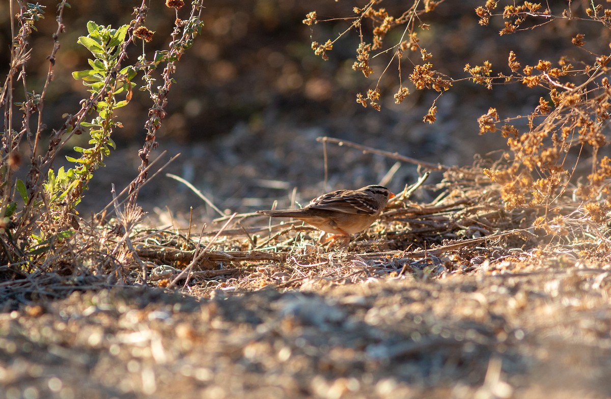 White-crowned Sparrow - ML610829871