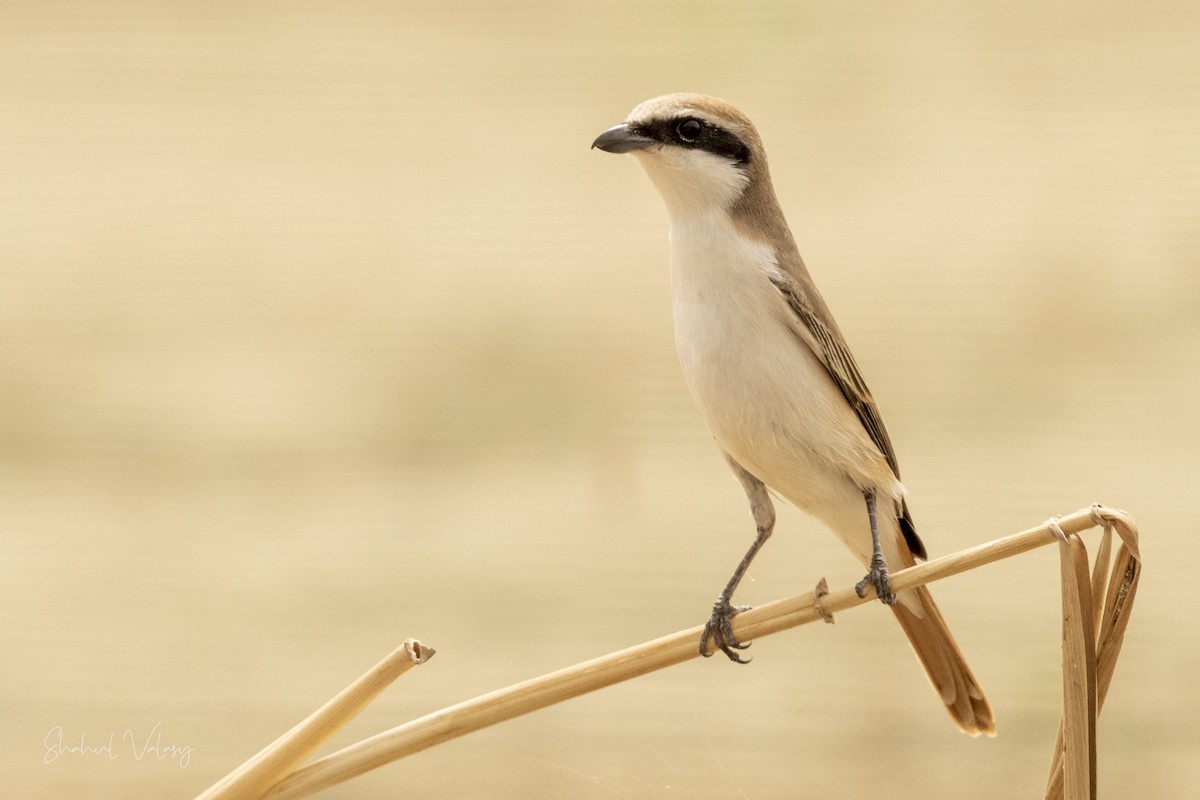 Isabelline Shrike - ML610829925