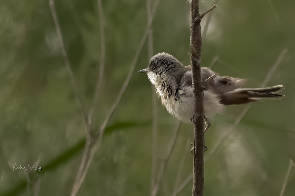 Lesser Whitethroat - ML610829933