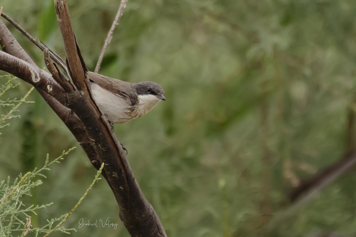 Lesser Whitethroat - ML610829934