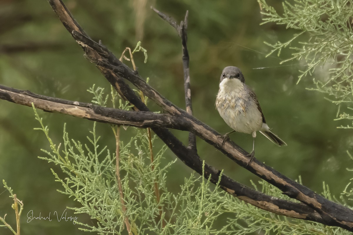 Lesser Whitethroat - Shahul Valasi