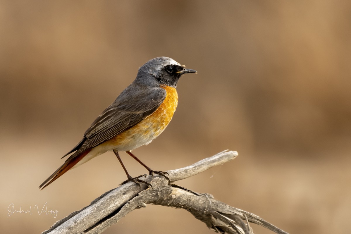 Black Redstart - ML610829939