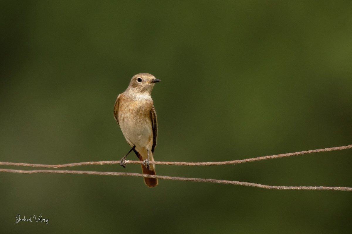 Black Redstart - ML610829940