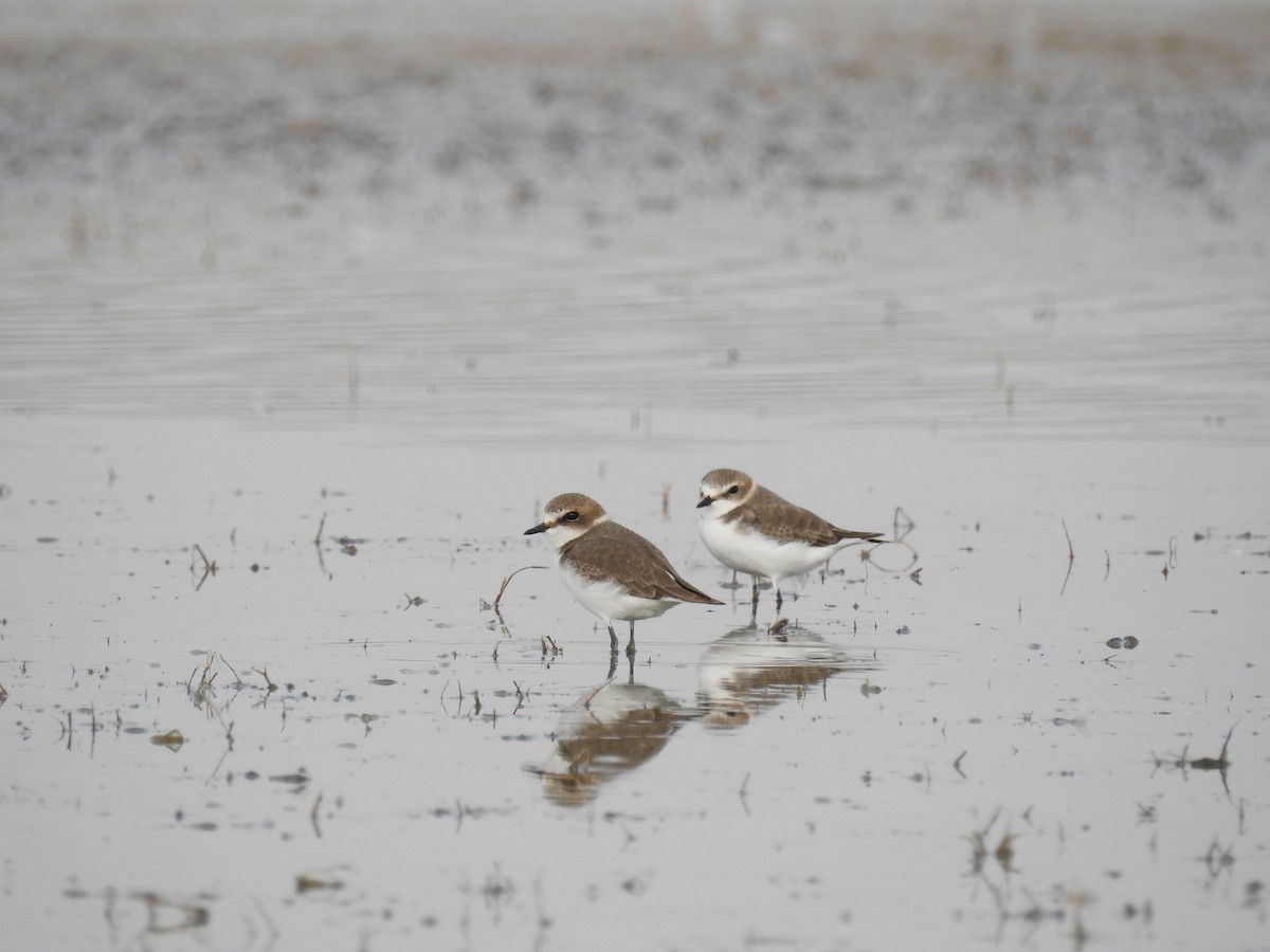 Kentish Plover - ML610829959