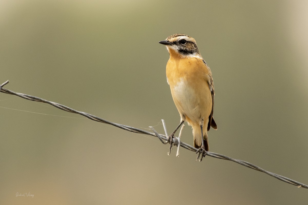 Whinchat - Shahul Valasi