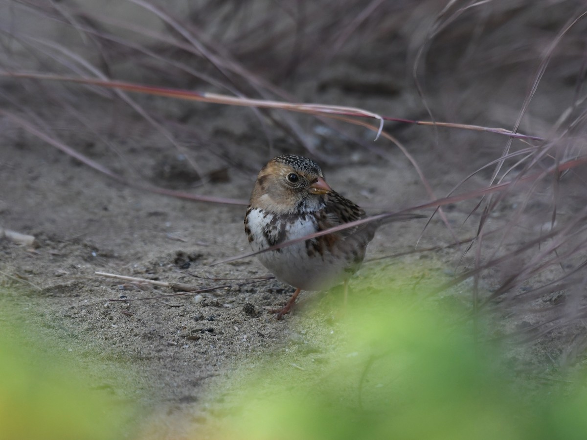 Harris's Sparrow - ML610830051