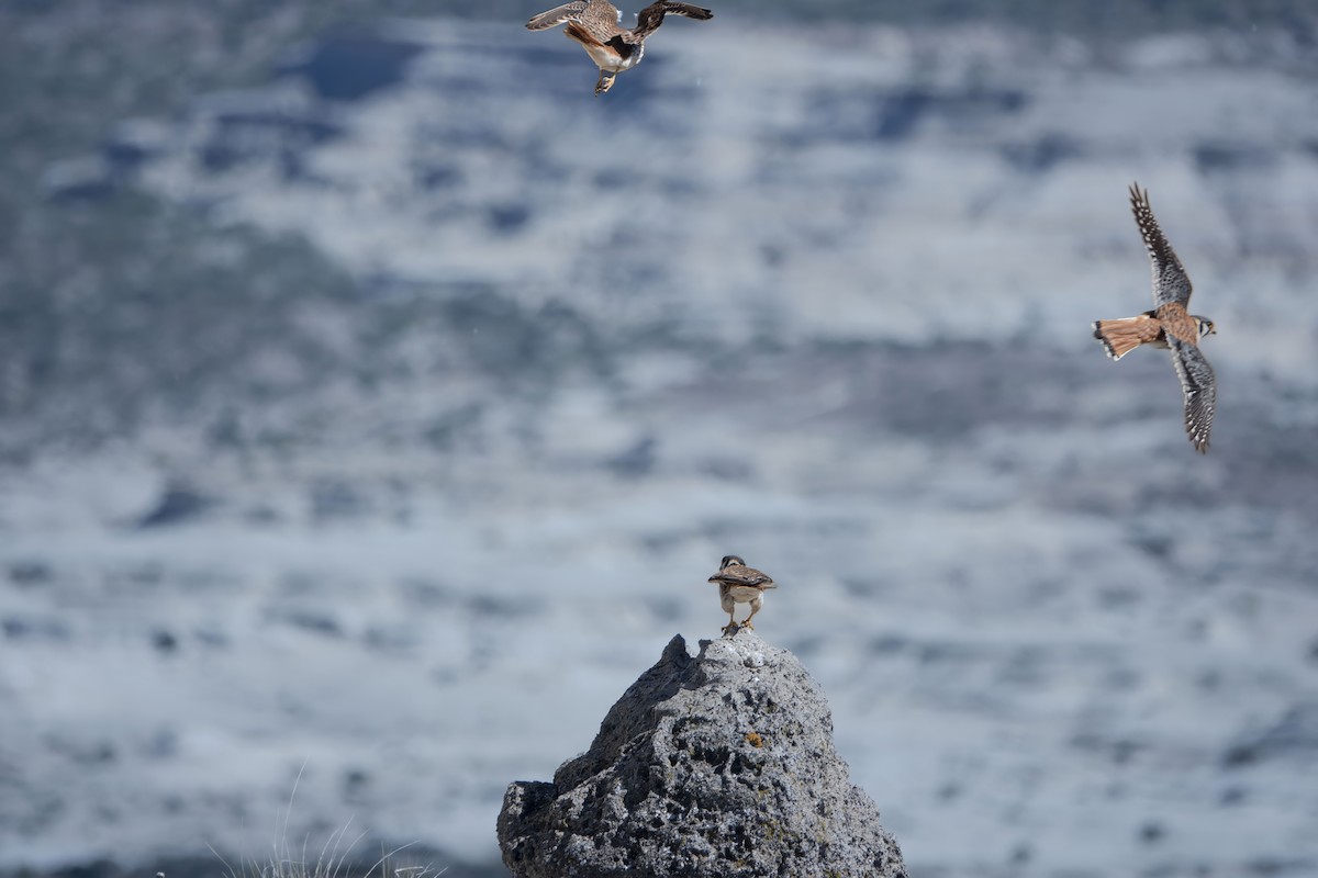 American Kestrel - ML610830055